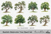 Realistic Tree Clipart Bundle