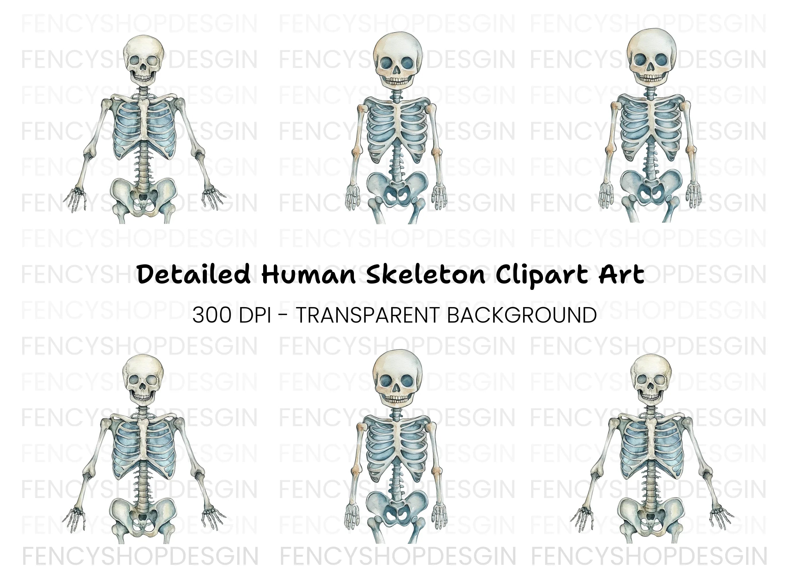 Anatomical Skeleton Graphics Clipart Bundle
