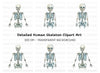 Anatomical Skeleton Graphics Clipart Bundle