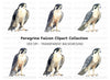 Majestic Peregrine Falcon Clipart Bundle