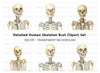 Human Skeleton Clipart Bundle