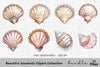 Beautiful Seashells Clipart Bundle
