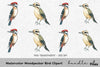 Woodpecker Bird Clipart Bundle
