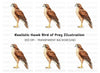 Majestic Brown Hawk Bird Clipart Bundle