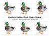 Realistic Mallard Duck Clipart Bundle