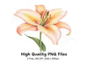 Elegant Lily Flower Clipart Bundle