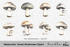Forest Mushroom Clipart Bundle