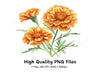 Vibrant Orange Marigold Flower Clipart Bundle