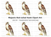 Majestic Red Tailed Hawk Clipart Bundle