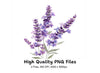 Lavender Flower Clipart Bundle