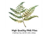 Autumnal Fern Clipart Bundle