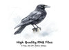 Crow and Magpie Clipart Bundle