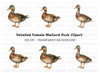 Female Mallard Duck Clipart Bundle