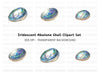 Iridescent Abalone Shells Clipart Bundle