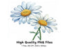 Elegant Daisy Flowers Clipart Bundle