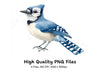 Blue Jay Bird Clipart Bundle