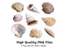 Diverse Seashell Clipart Bundle