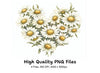 Daisy Heart Clipart Bundle