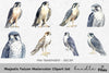 Majestic Falcon Clipart Bundle