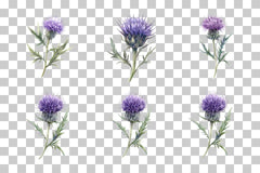 Wild Thistle Flower Clipart Bundle - CraftNest - Digital Crafting and Art