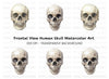 Detailed Human Skull Clipart Bundle