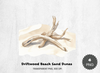 Driftwood Beach Sand Dunes Clipart Bundle