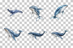 Whale Ocean Animal Clipart Bundle - CraftNest - Digital Crafting and Art