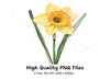 Elegant Daffodil Flower Clipart Bundle
