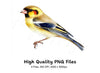 Goldfinch Bird Clipart Bundle