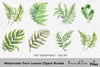 Fern Leaves Clipart Bundle