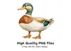 Adorable Duck Clipart Bundle