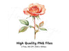 Peach Rose Clipart Bundle