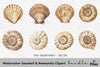 Seashell Ammonite Clipart Bundle