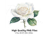 White Rose Clipart Bundle