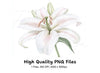 Graceful White Lily Clipart Bundle