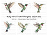 Hummingbird Clipart Bundle