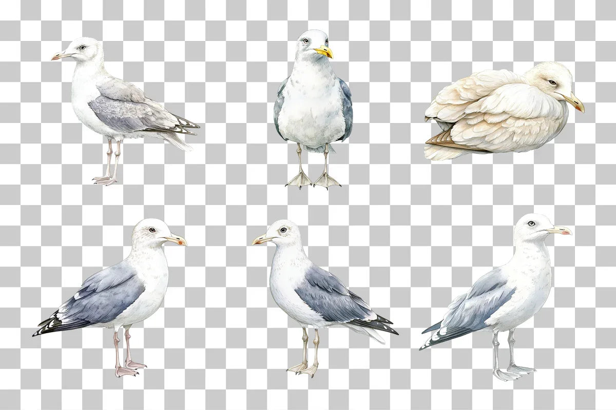 Seagull Coastal Bird Clipart Bundle - CraftNest - Digital Crafting and Art