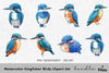 Kingfisher Birds Clipart Bundle