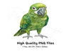Green Parrot Clipart Bundle