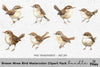 Brown Wren Bird Clipart Bundle
