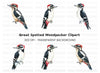 Woodpecker Clipart Bundle