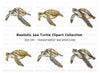 Green Sea Turtle Clipart Bundle