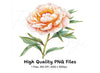 Vibrant Peach Peony Clipart Bundle