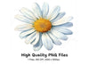 Daisy Flower Clipart Bundle