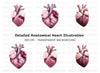 Realistic Human Heart Clipart Bundle