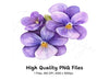 Purple Pansy Clipart Bundle