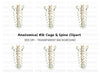 Human Spine and Ribs Clipart Bundle