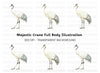 Body Crane Bird Clipart Bundle