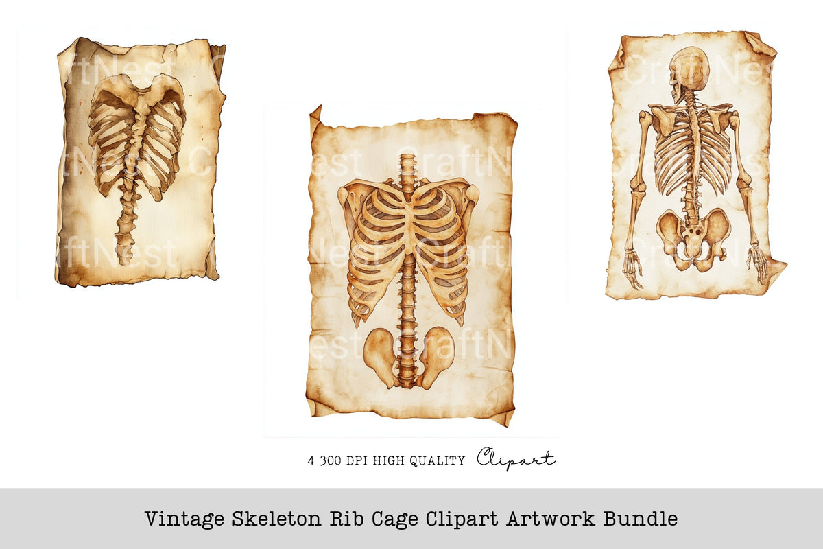 Vintage Skeleton Rib Cage Artwork Clipart Bundle