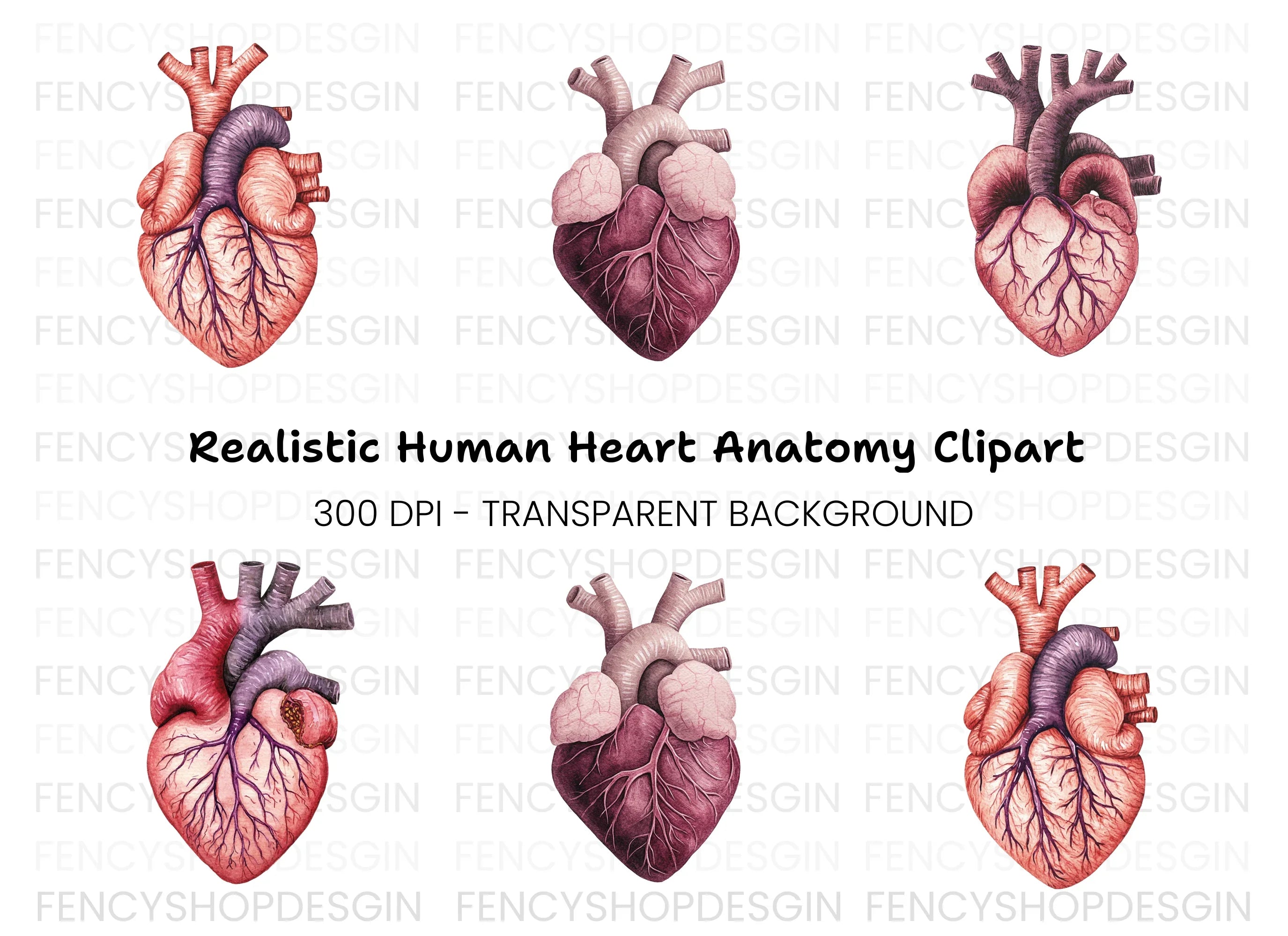 Anatomical Human Heart Clipart Bundle